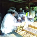 Besuch bei den Honigbienen